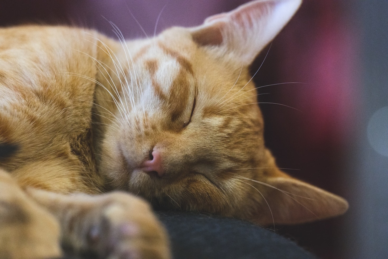 10 Fun Facts About Cats You Didn’t Know