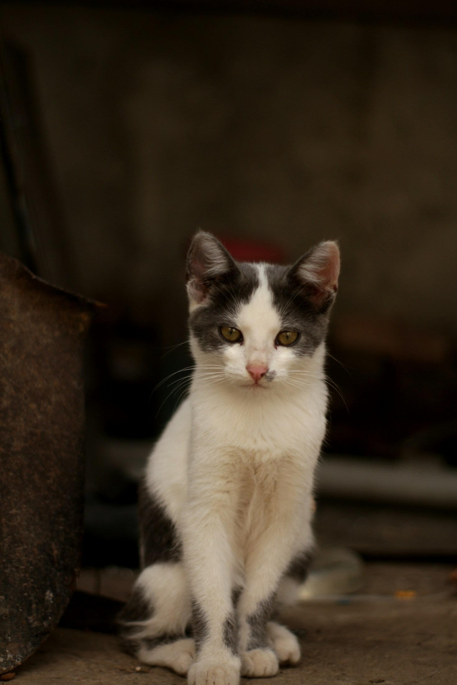 How to Strengthen Your Bond with Your Cat