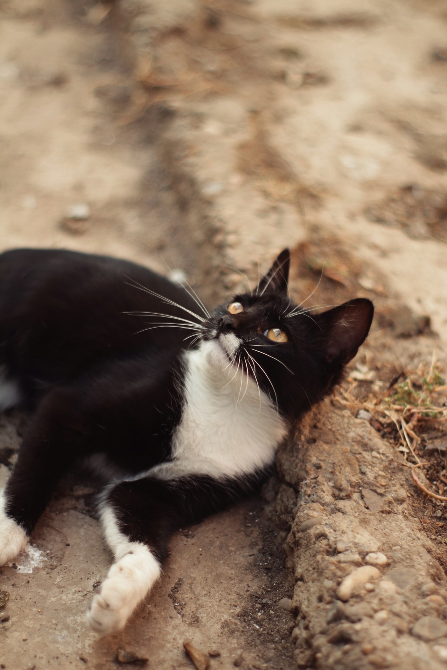 The History of Cats as Human Companions